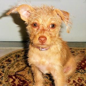 Meet your Posher, Ella